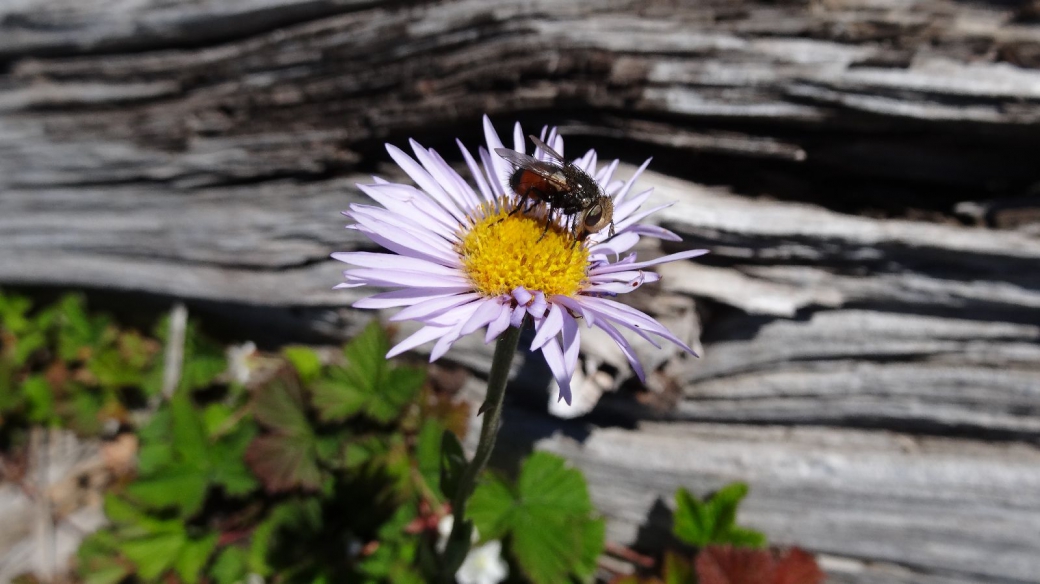 Hoary Tansyaster - Dieteria Canescens