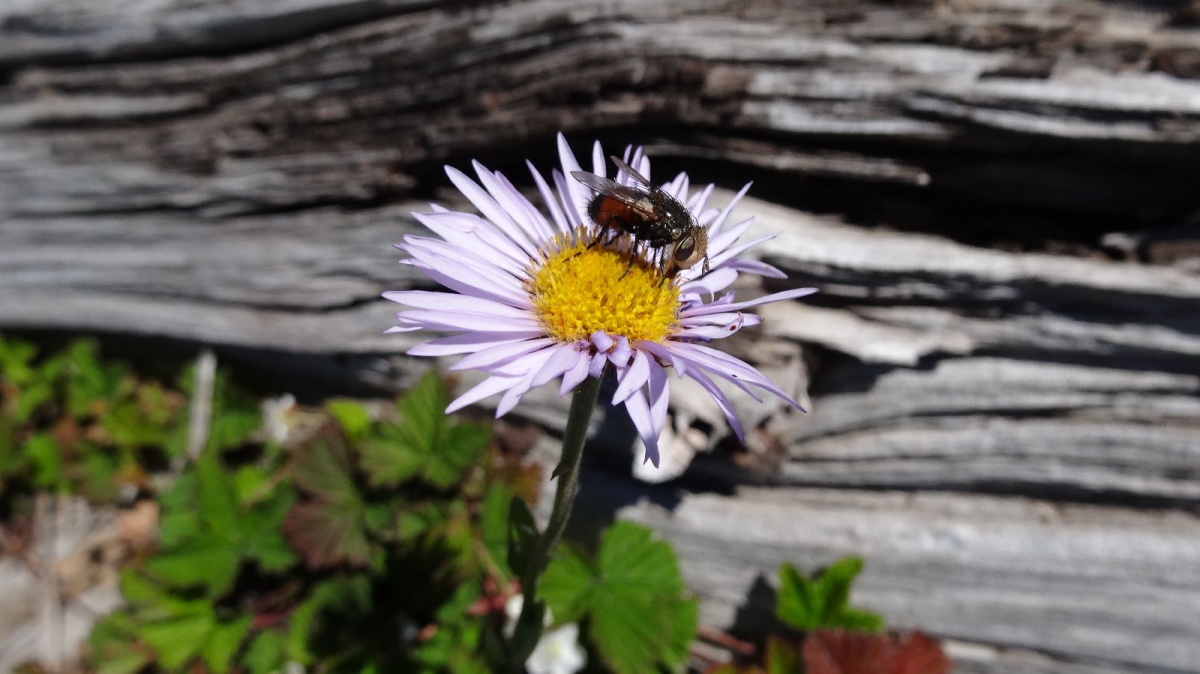 Hoary Tansyaster – Dieteria Canescens