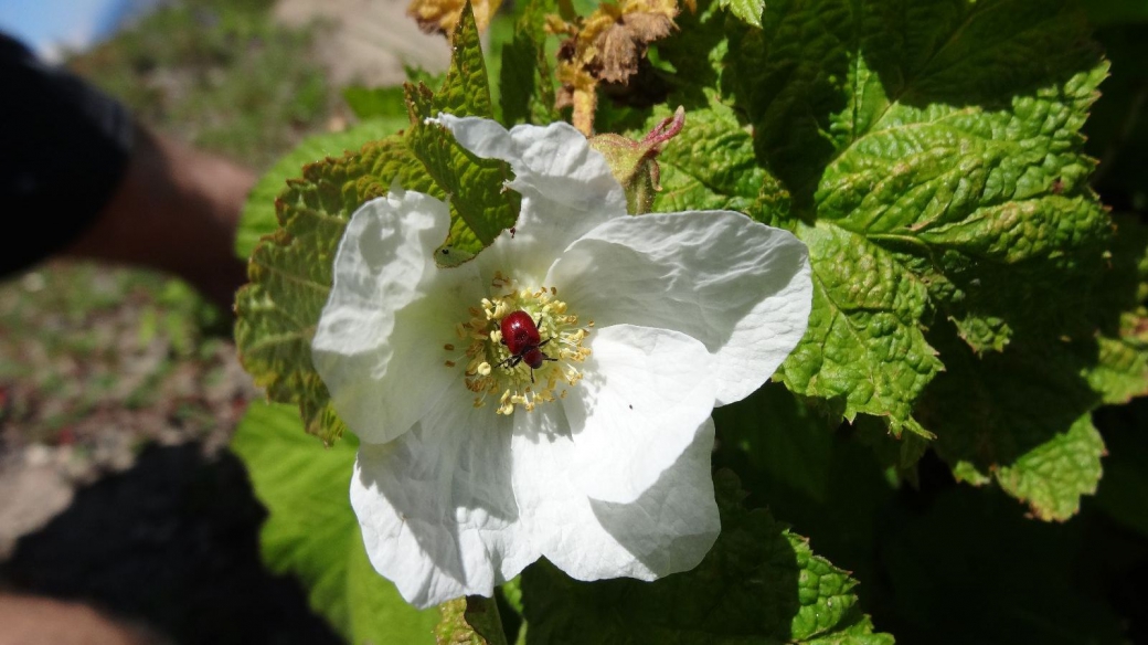 Rasberry flower - Rubus Idaeus