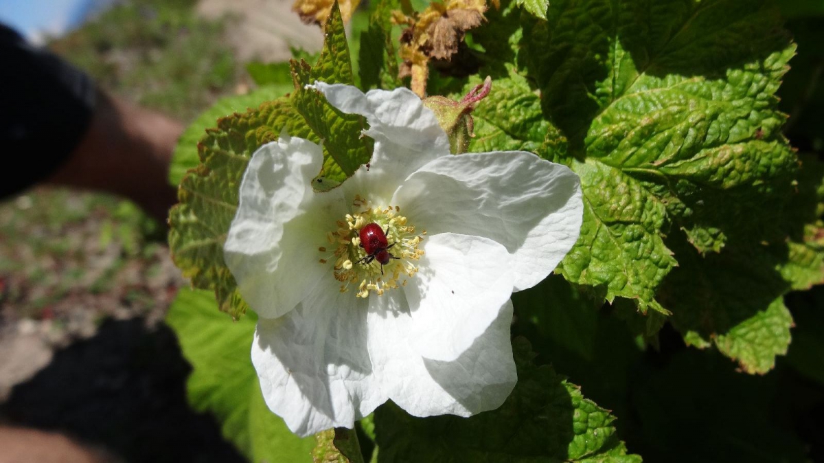 Rasberry flower – Rubus Idaeus