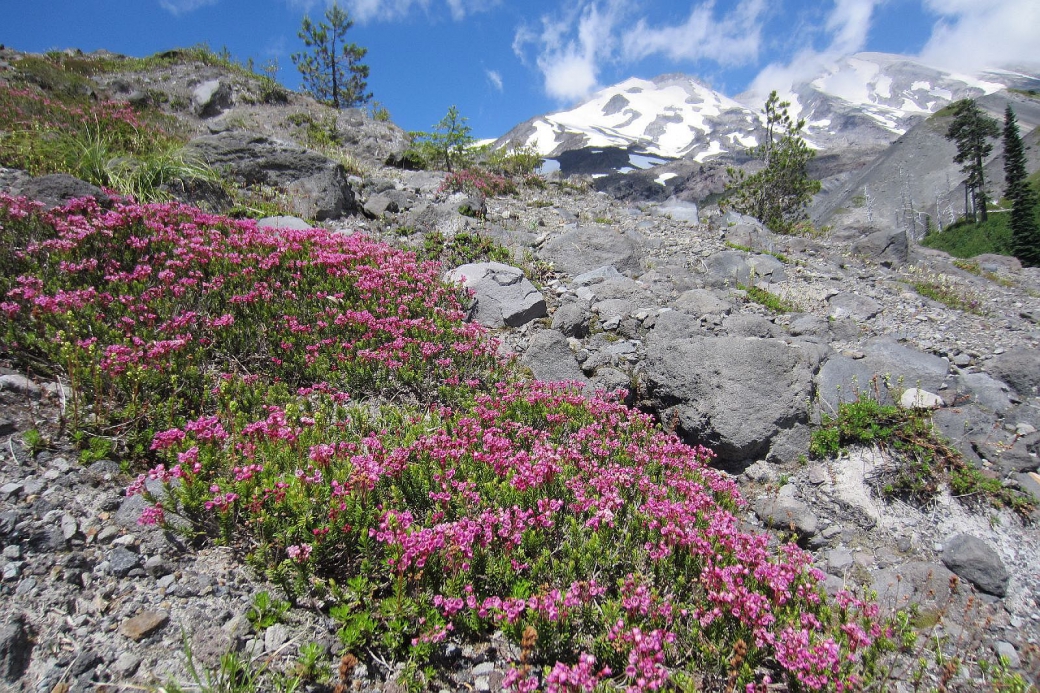 Concentration de Pink Mountain Heather au Mount St Helens, dans l'État de Washington.