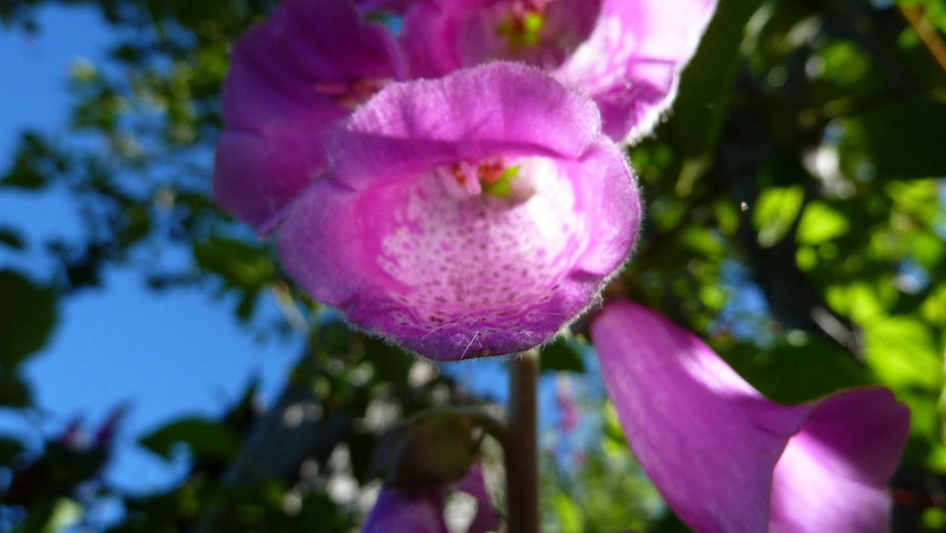 Foxglove - Digitalis Purpurea