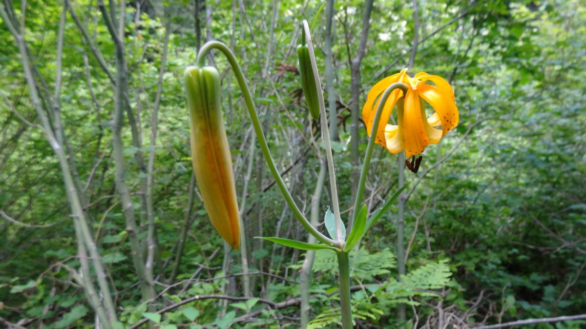 Tiger Lily – Lilium Columbianum