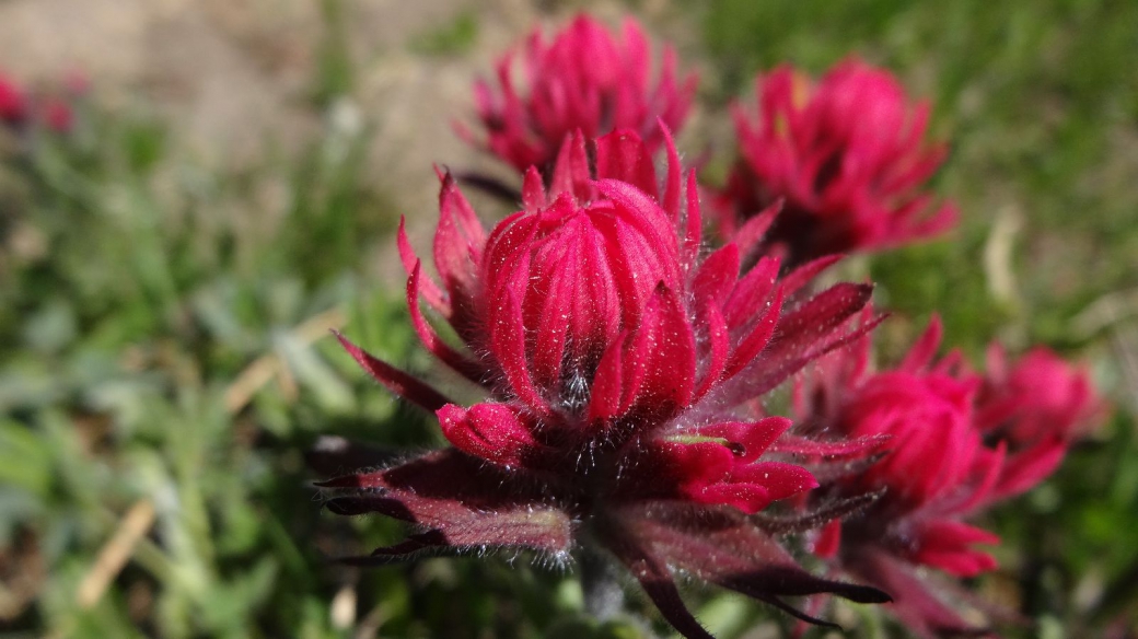 Magenta Indian Paintbrush - Castilleja Parviflora