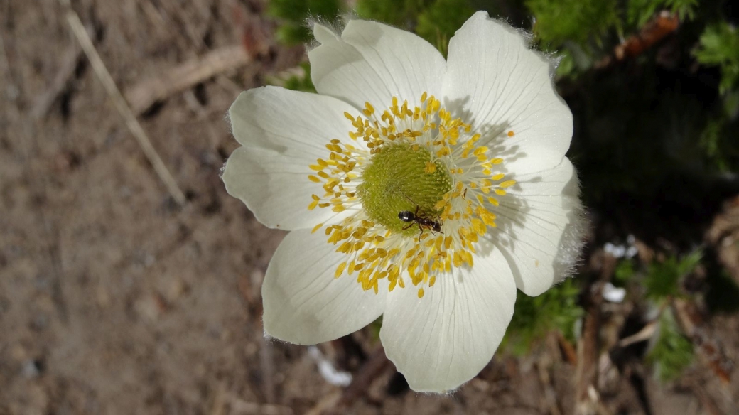 Western Pasque Flower - Pulsatilla occidentalis