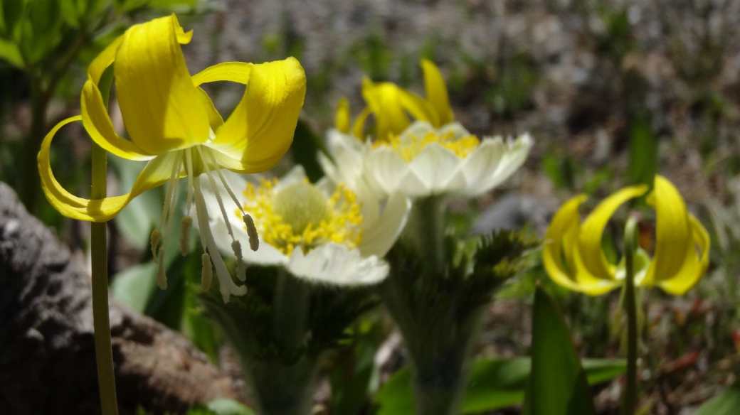 Glacier Lily - Erythronium Grandiflorum