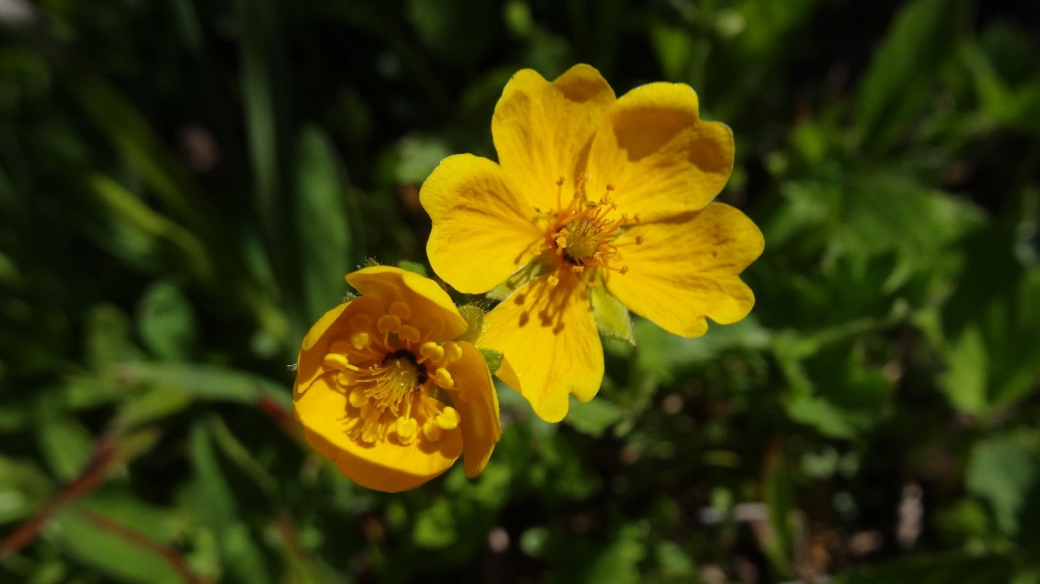 Sulphur Cinquefoil - Potentilla Recta,