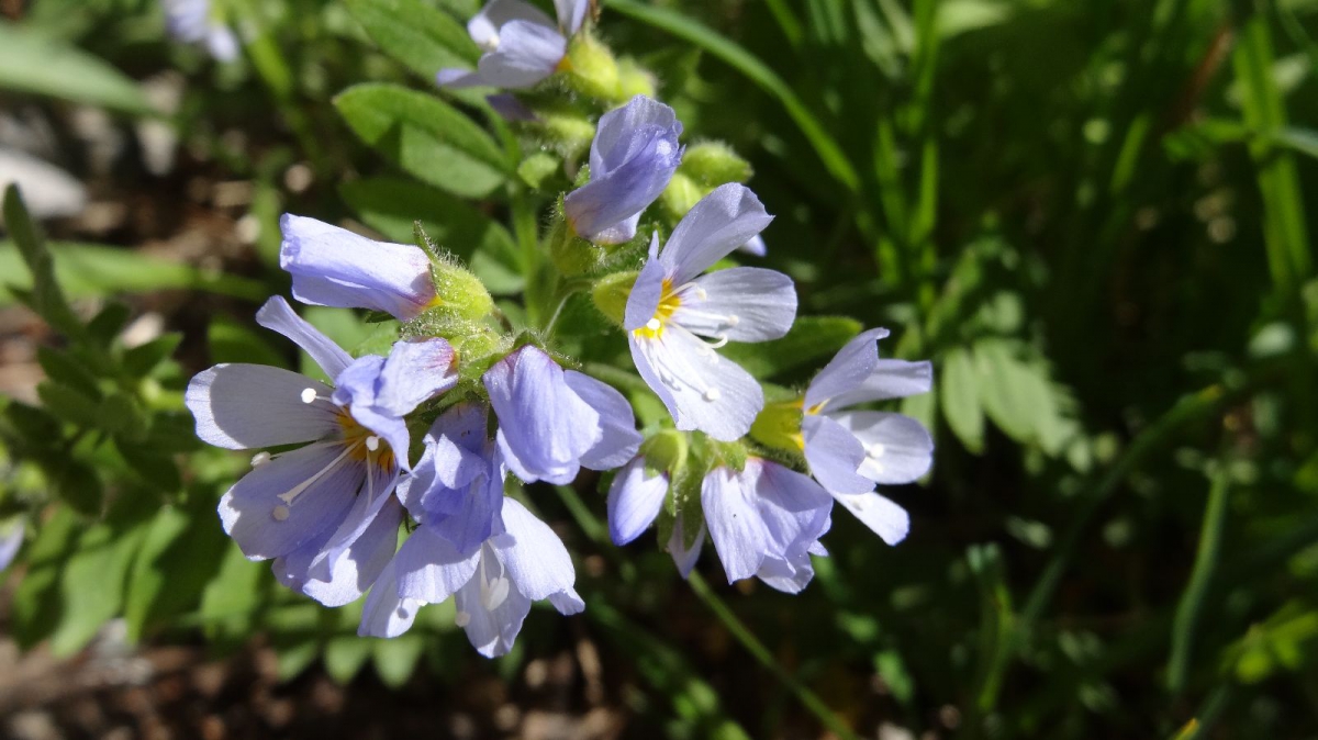 Jacob’s Ladder – Polymonium Elegans
