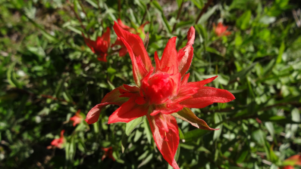 Giant Red Paint Brush - Castilleja miniata