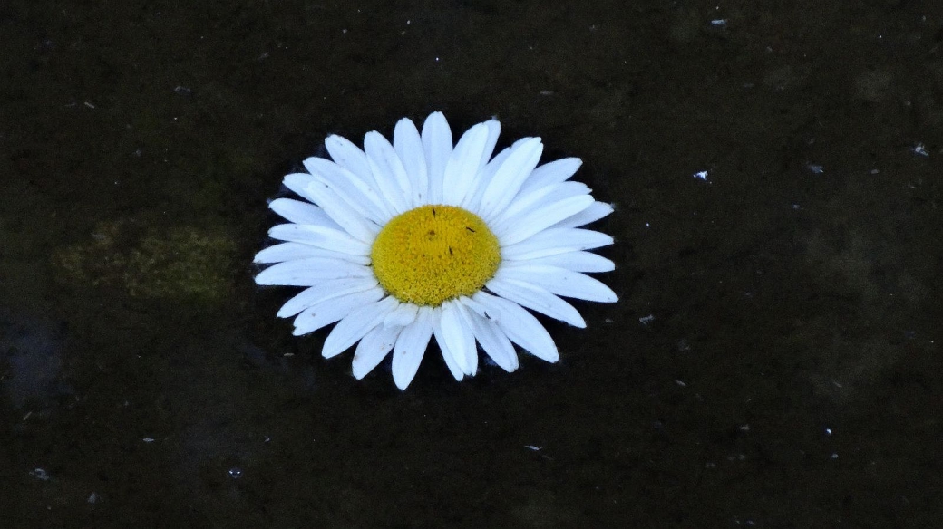 Common Daisy - Bellis perennis