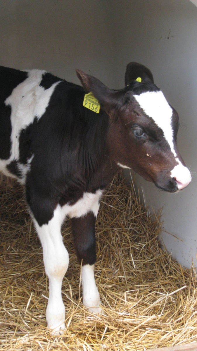 Les Coppettes – Arzier-Le Muids – Vaud – Suisse
