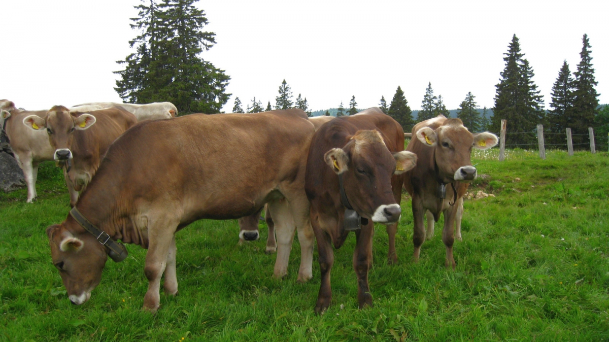 La Neuve – Le Chenit – Vaud – Suisse
