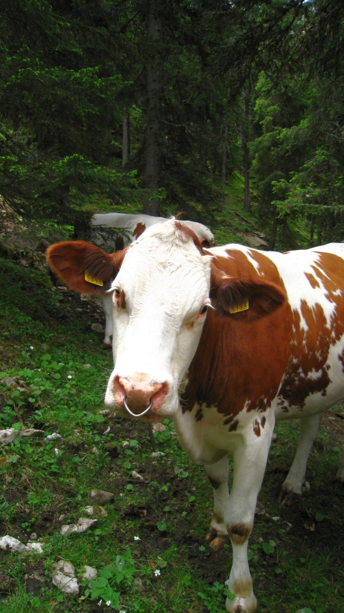 La Neuve – Le Chenit – Vaud – Suisse