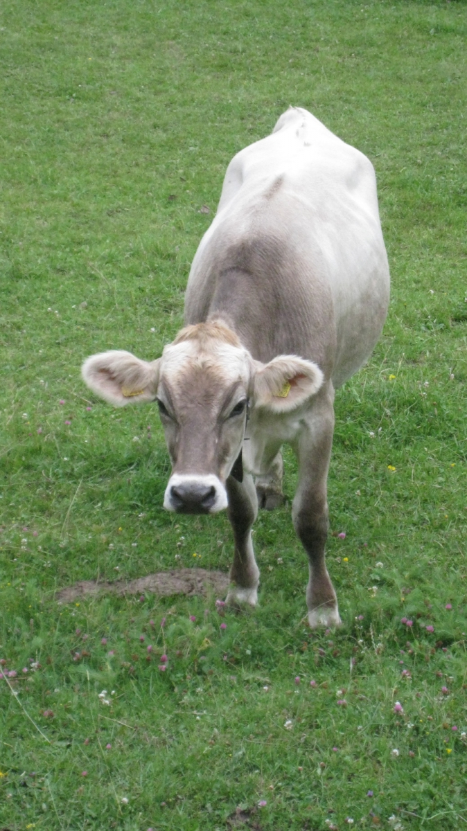 Pré aux Veaux – Le Chenit – Vaud – Suisse