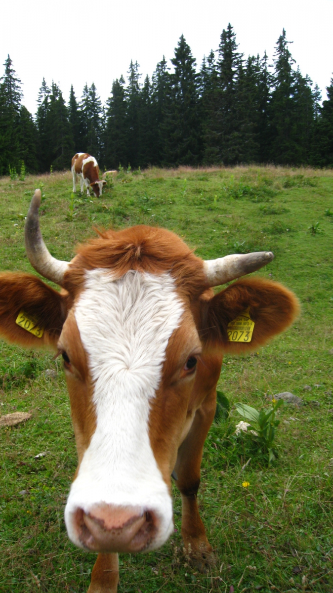 Marais Rouge – Arzier-Le Muids – Vaud – Suisse