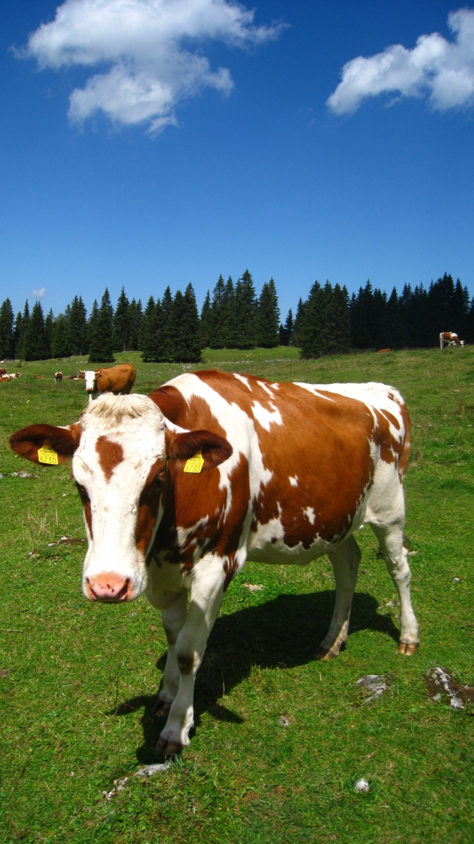 Lande Dessus – Le Chenit – Vaud – Suisse
