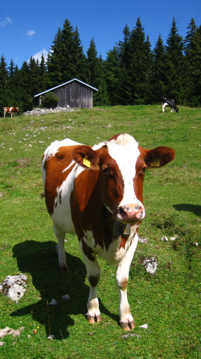 Couvert du haut de la Lande Dessus – Le Chenit – Vaud – Suisse – Le Chenit – Vaud – Suisse