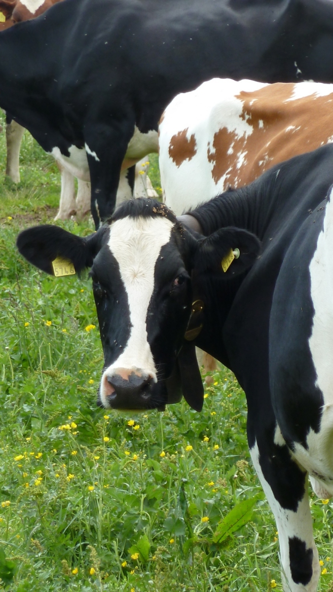 Les Coppettes – Arzier-Le Muids – Vaud – Suisse