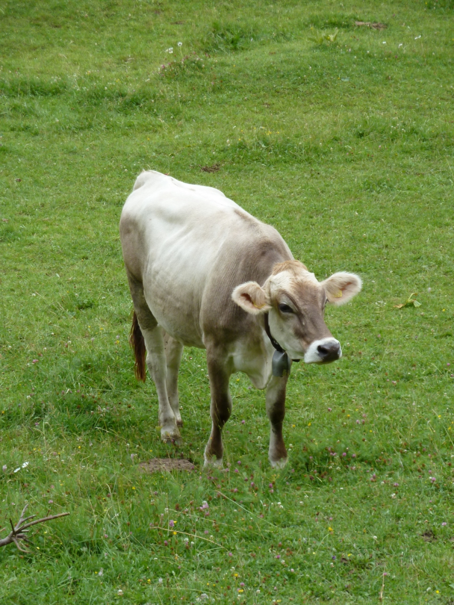 Pré aux Veaux – Le Chenit – Vaud – Suisse