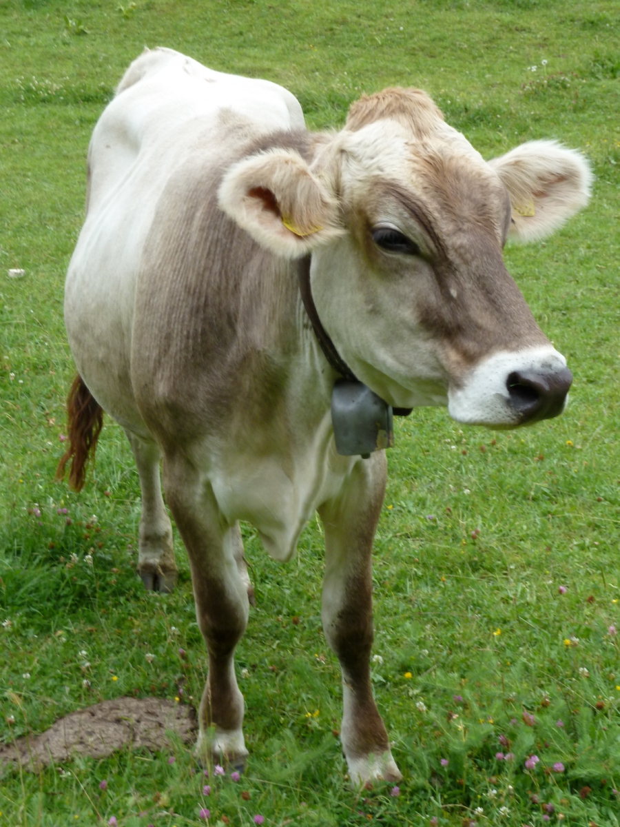 Pré aux Veaux – Le Chenit – Vaud – Suisse
