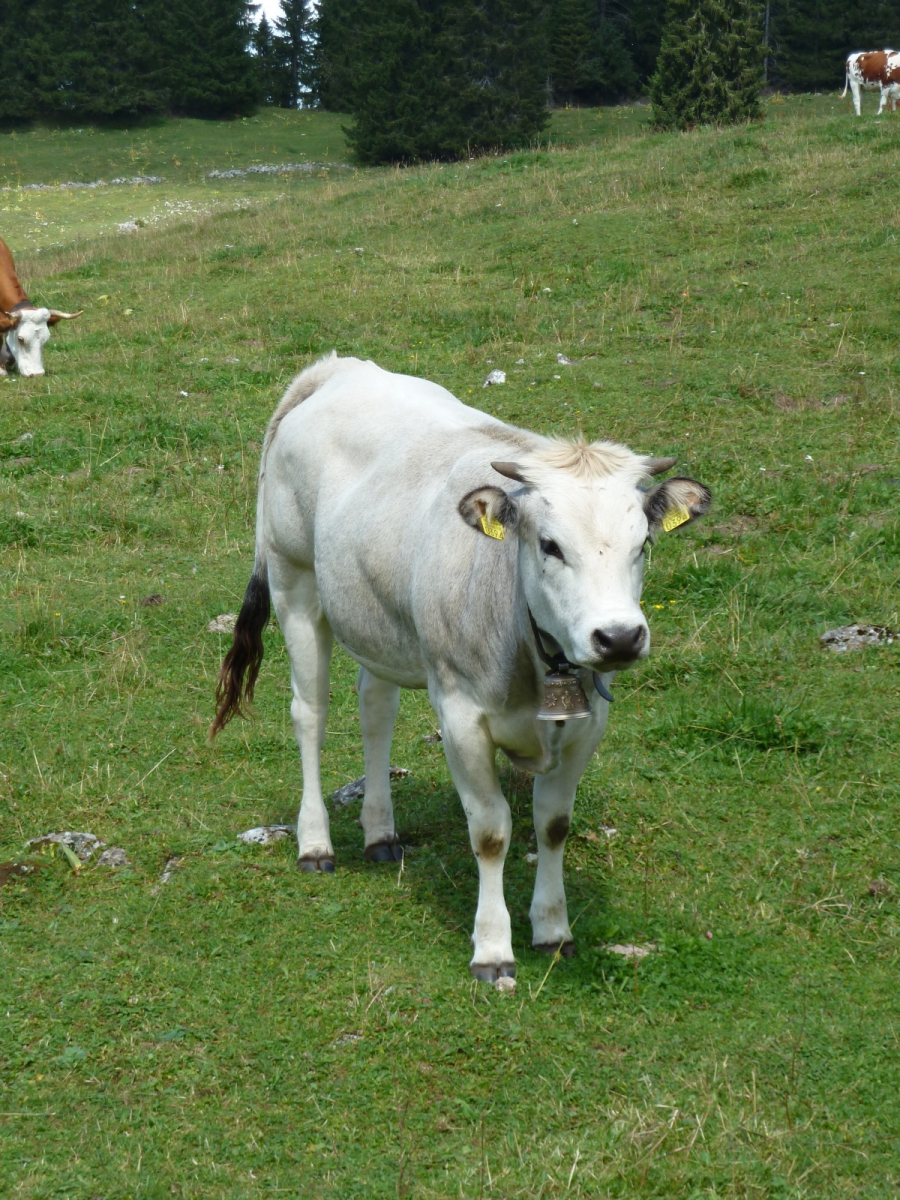 Lande Dessus – Le Chenit – Vaud – Suisse
