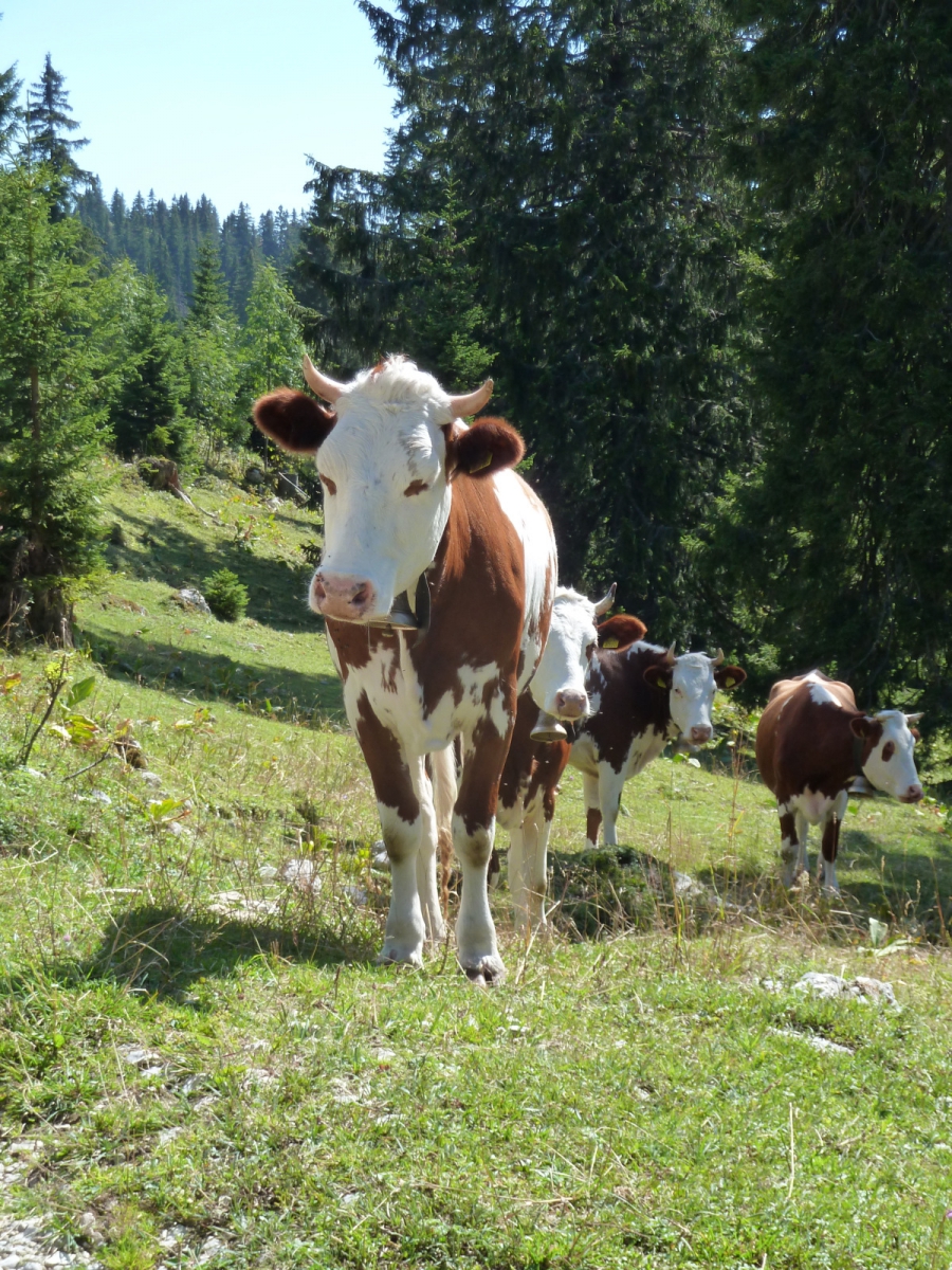 Monts de Bière Derrière – Le Chenit  – Vaud – Suisse