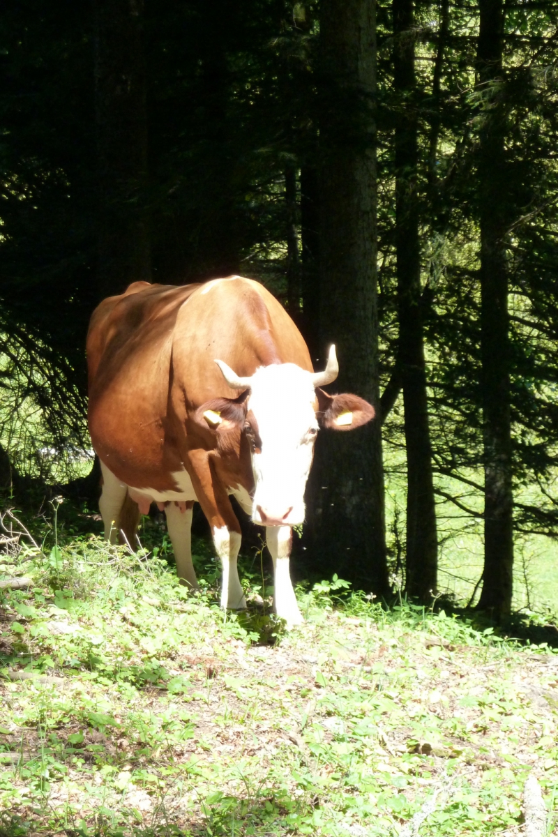 Mont Roux – Jura Vaudois – Suisse