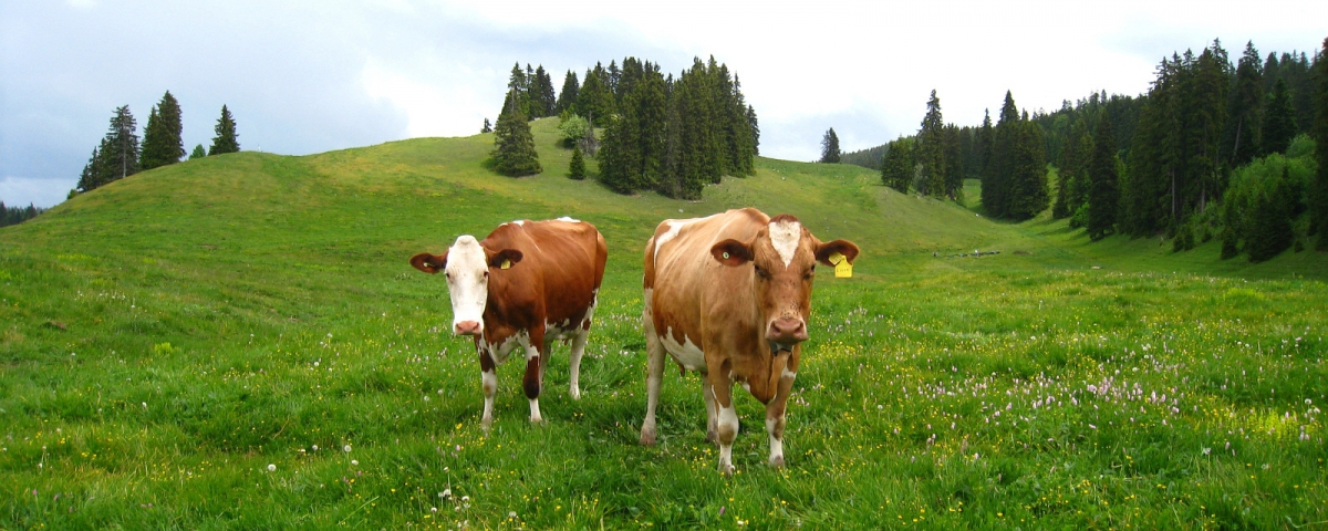 Vaches du Jura et d'ailleurs