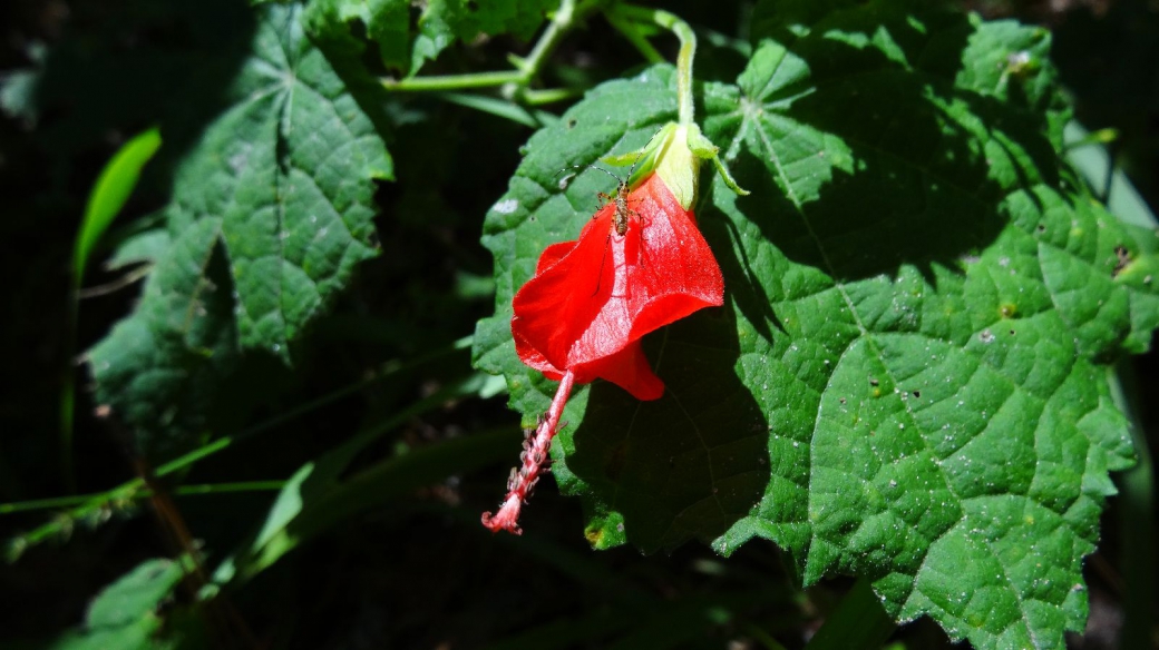 Turk's Cap Hibiscus - Malvaviscus Arboreus