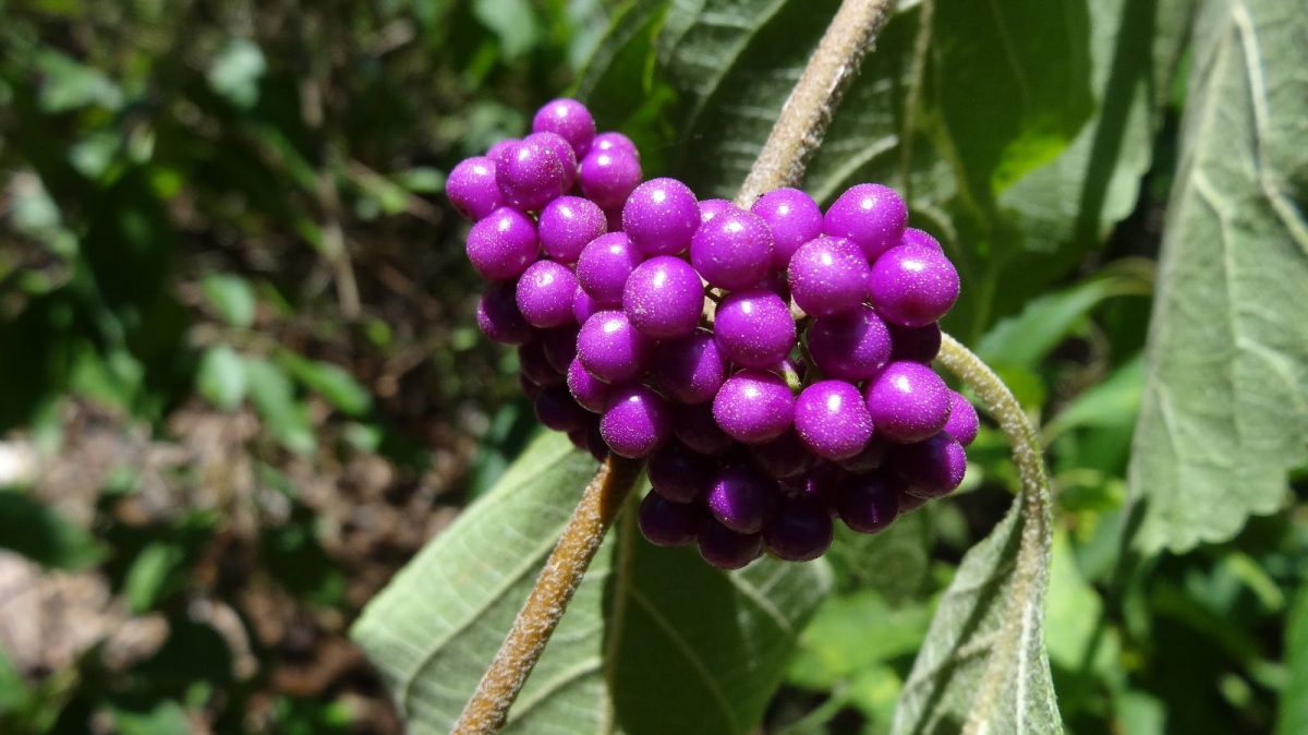 American Beautyberry – Callicarpa Americana