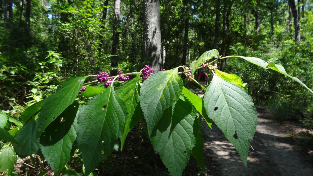 American Beautyberry - Callicarpa Americana