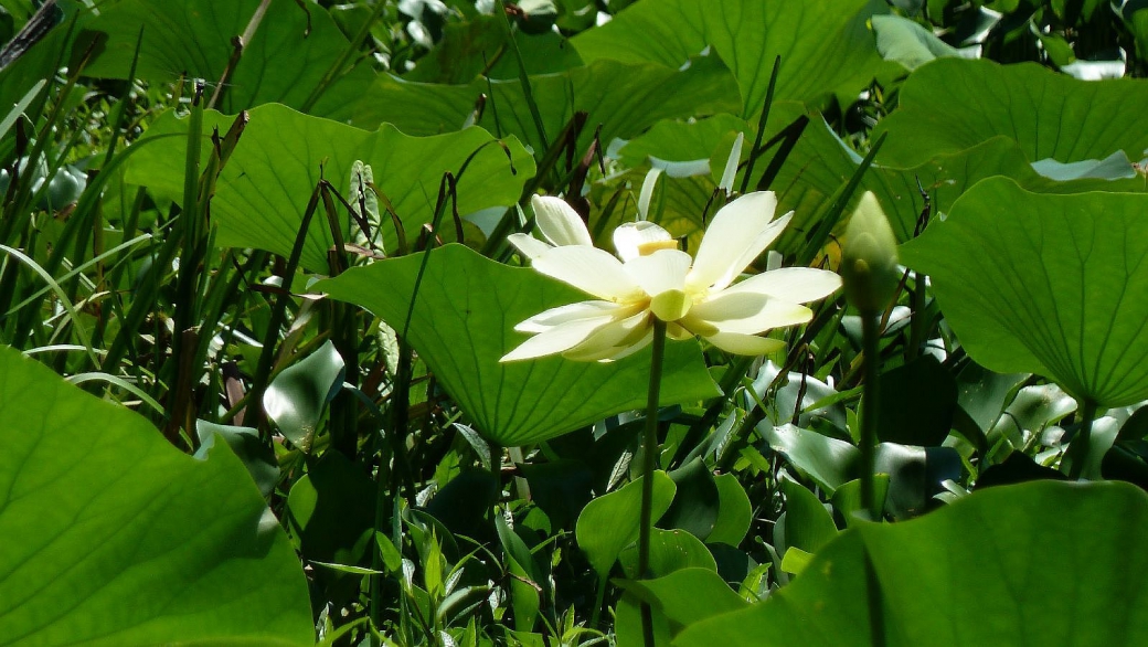 American White Waterlily - Nymphaea Odorata