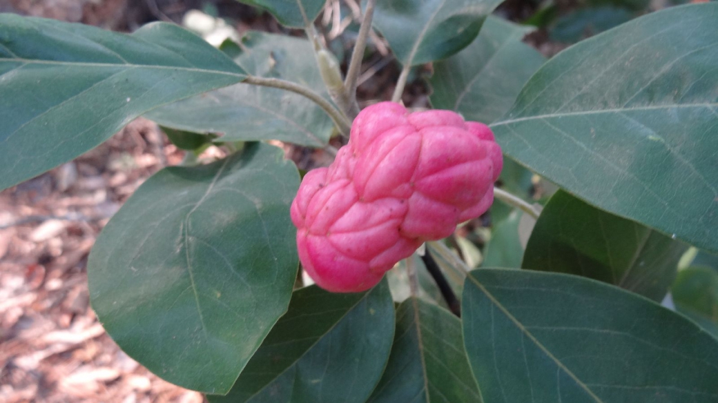 Sweet-Bay Seed Pods - Magnolia Virginiana