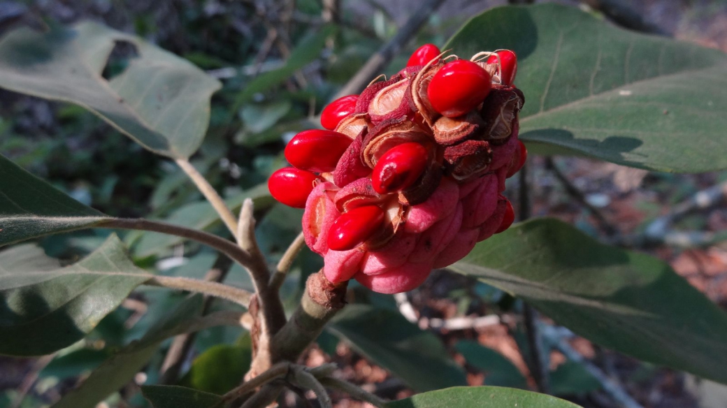 Sweet-Bay Seed Pods Magnolia Virginiana