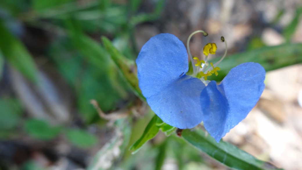 Slender Dayflower - Commelina Erecta