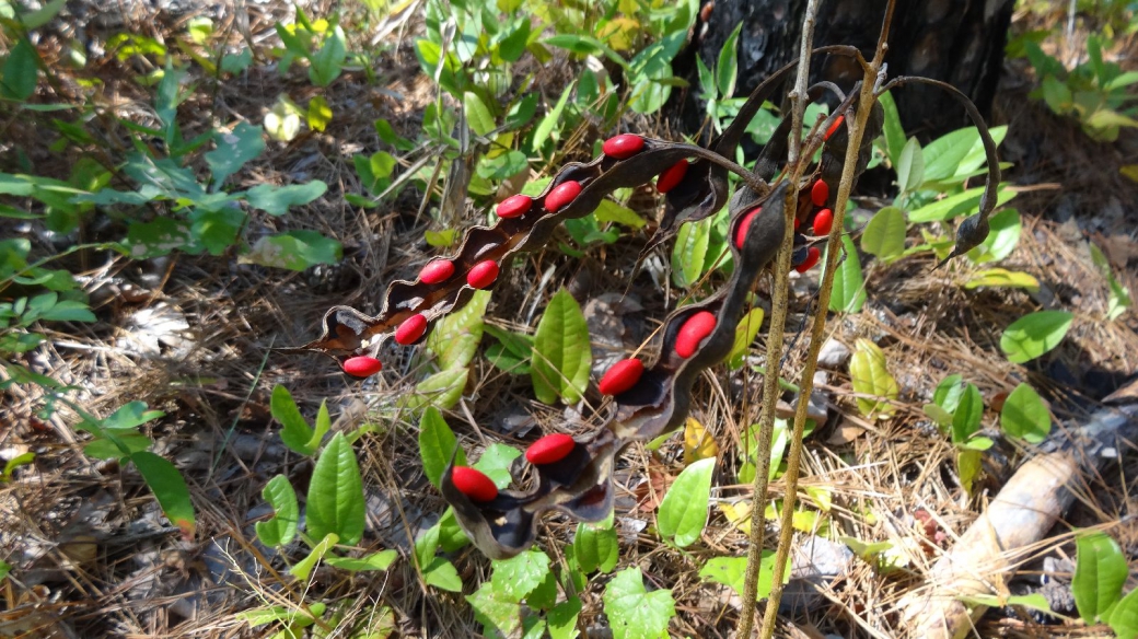 Coral Tree - Erythrina