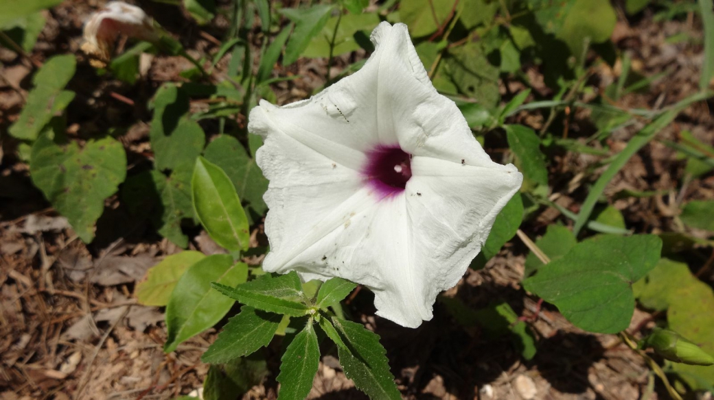 Texas Bindweed - Convolvulus Equitans