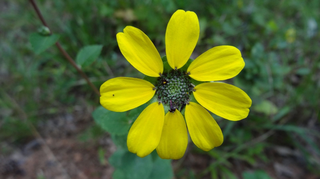 Soft Greeneyes - Berlandiera Pumila