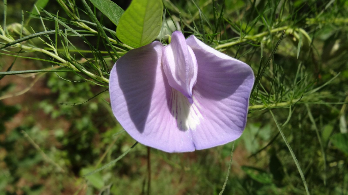 Butterfly Pea – Centrosema Virginianum