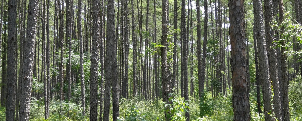 Lone Star Trail