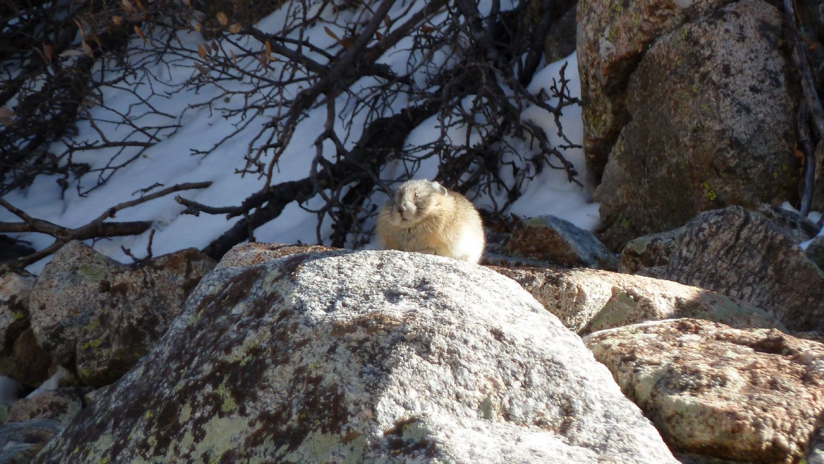 Mount Belford Trail – Colorado