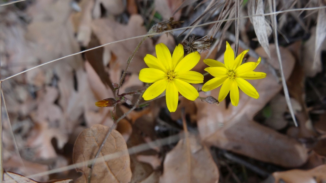 Damianita Daisy - Chrysactinia Mexicana