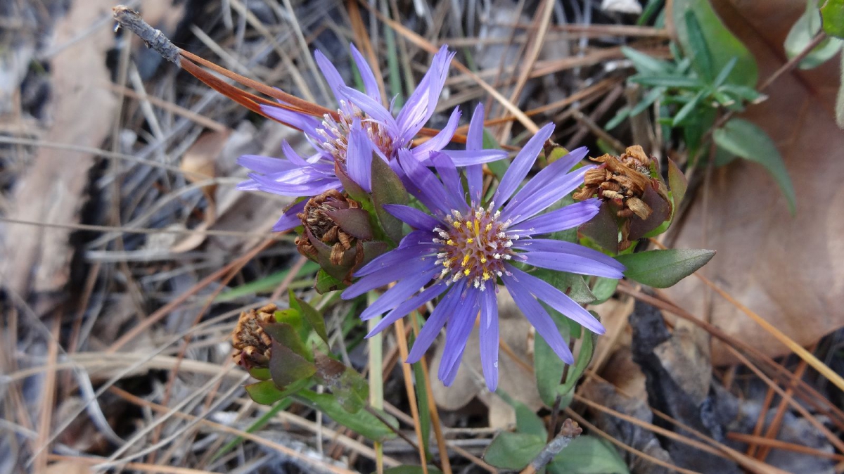 Purple Aster – Symphyotrichum Puniceum