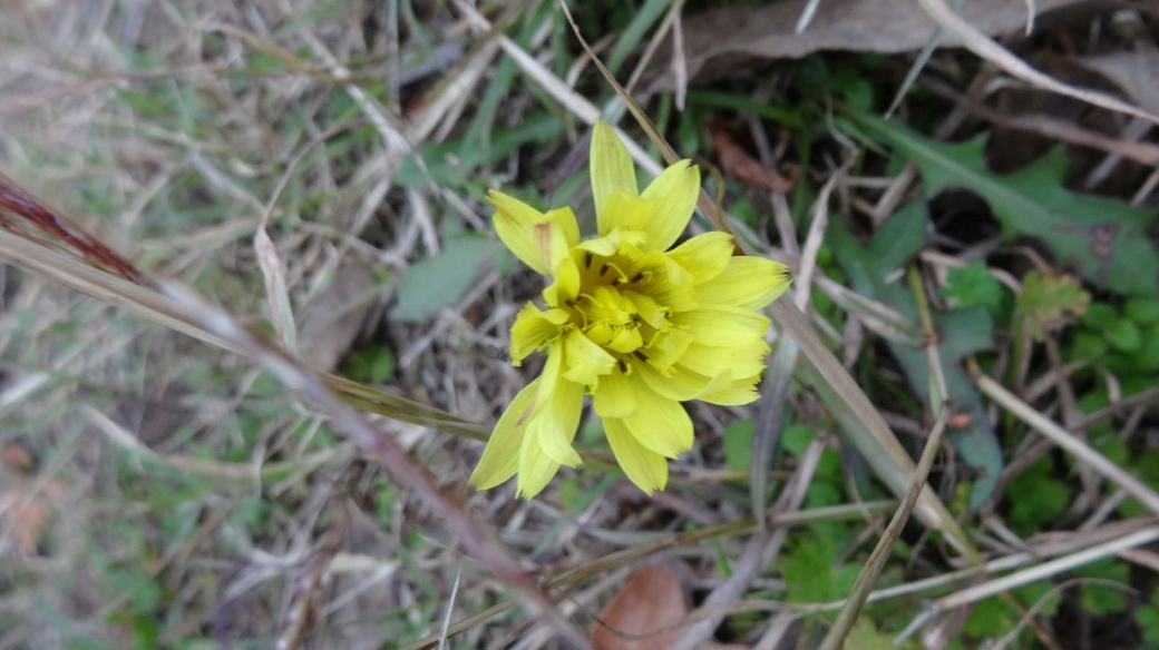 Texas False Dandelion – Pyrrhopappus Multicaulis