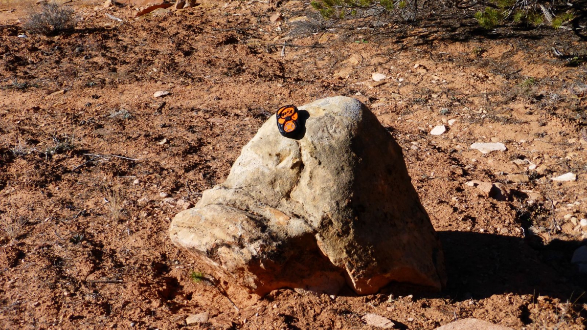 Big Spring Canyon – Needles – Canyonlands National Park – Utah