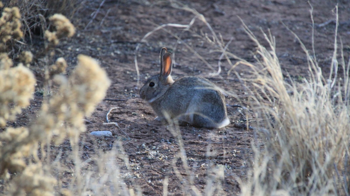 Squaw Flat Campground – Needles – Canyonlands National Park – Utah