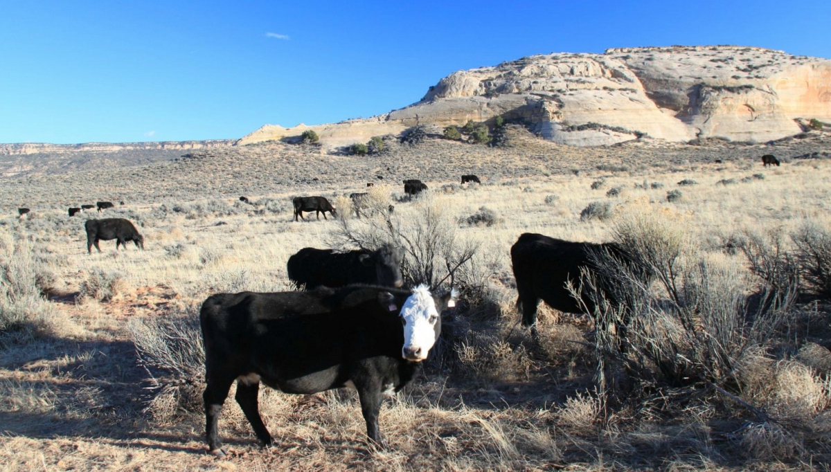 A proximité de Newspaper Rock – Utah