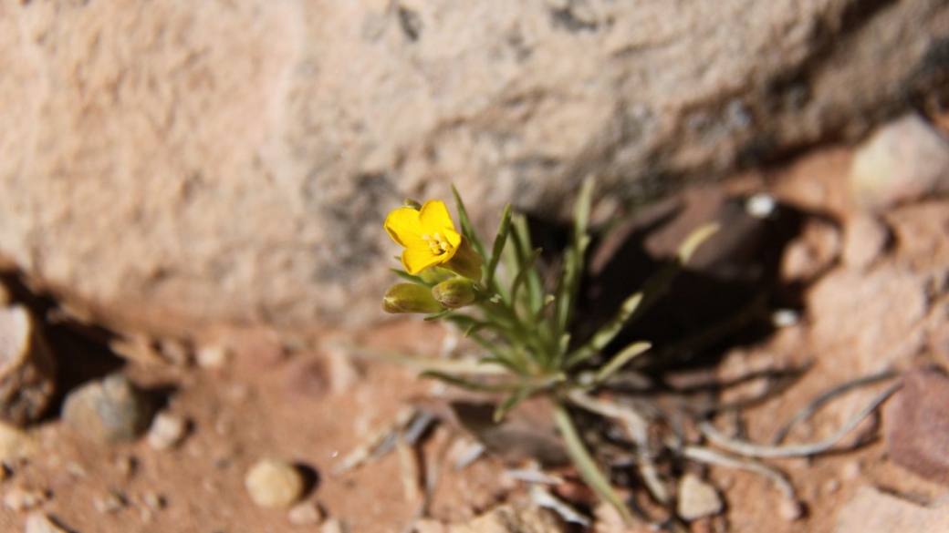 Fendler's Bladderpod - Lesquerella Fendleri 