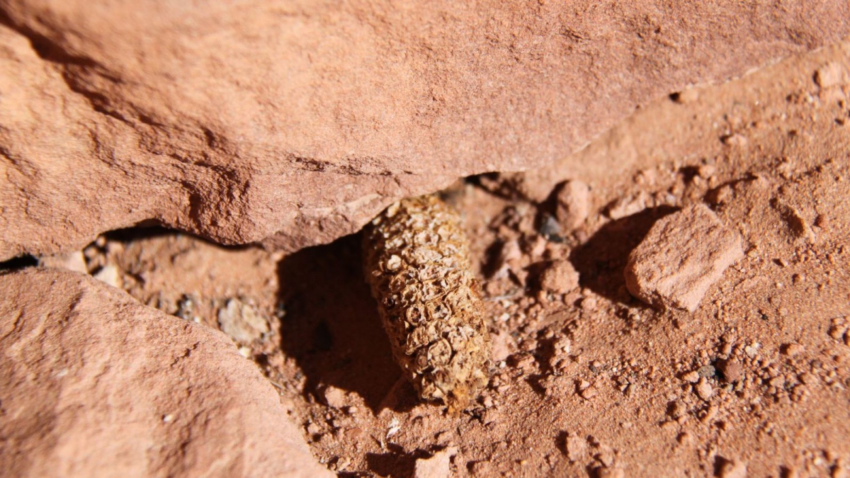 Junction Ruins – Kane Gulch – Cedar Mesa – Utah