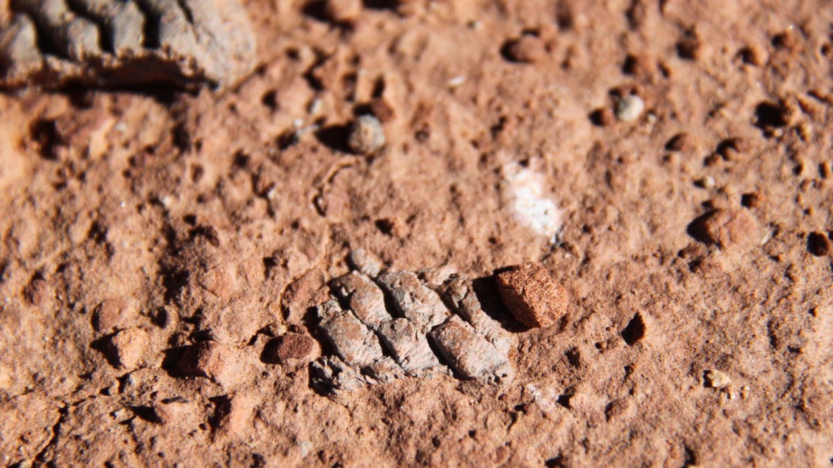 Lower Fish Creek – Cedar Mesa – Utah